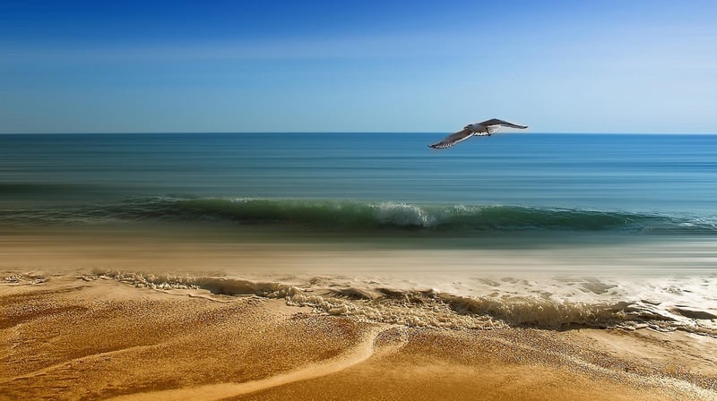 Bird of Paradise