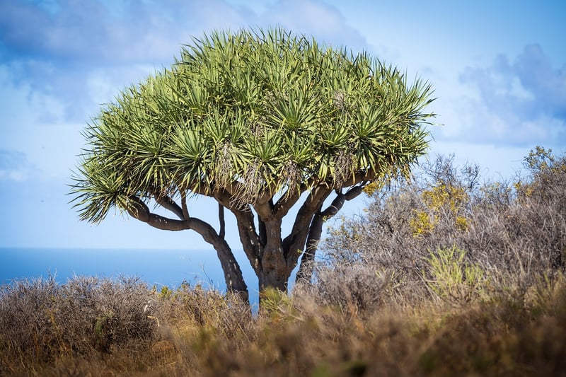 Dragon's Blood Tree