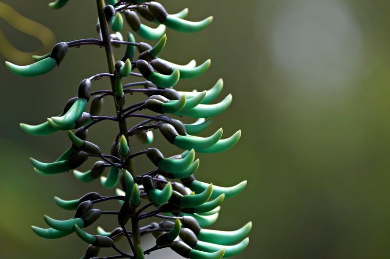 Jade Vine