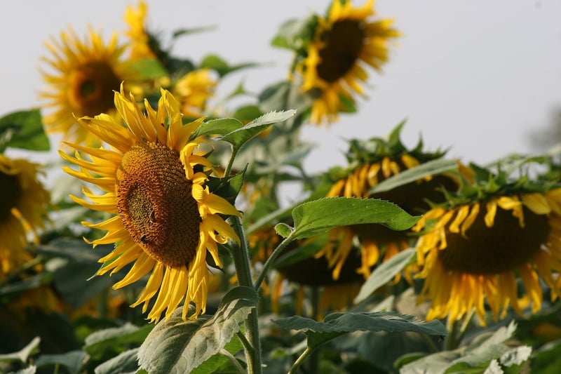 Sunflower in sunlight